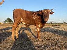 Dixie's Bull Calf