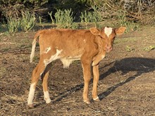 Brown sugar bull calf