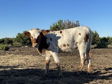 Jovi’s bull calf