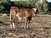 Brown sugar bull calf