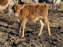 Gaudy Bull calf